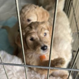 Goldendoodles and Poodles from Lyrical Doodles and Poodles