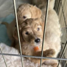 Goldendoodles and Poodles from Lyrical Doodles and Poodles