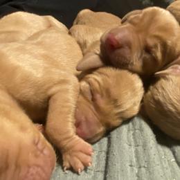 Boy 4 - Golden rust male Vizsla puppy in Riverview, Indiana from Kismet Vizslas