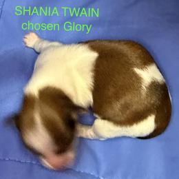 Shania Twain AKA Glory - Black and tan brindle female Havanese puppy in Provo, Utah from New Canyon Havanese & Coton Puppies