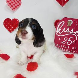 Dachshund Puppies from Life With Mini Paws