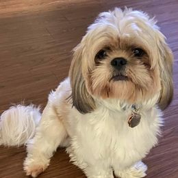 French Bulldogs, Shihpoos, and Shih Tzus from A&A Kennels