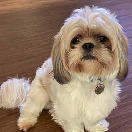 French Bulldogs, Shihpoos, and Shih Tzus from A&A Kennels