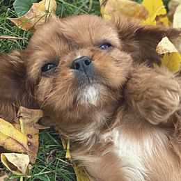 Cavalier King Charles Spaniels and Poodles from Ferndale Family Pups