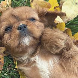 Cavalier King Charles Spaniels and Poodles from Ferndale Family Pups