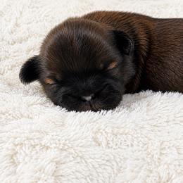 Winnie - Red female Shih Tzu puppy in Maize, Kansas from Air Capital Shih Tzu Puppies