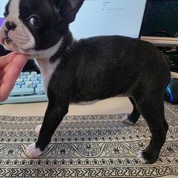 Sage (Female 4 ) - Black brindle and white female Boston Terrier puppy in Denver, Colorado from Diamonds In The Ruff Boston Terriers