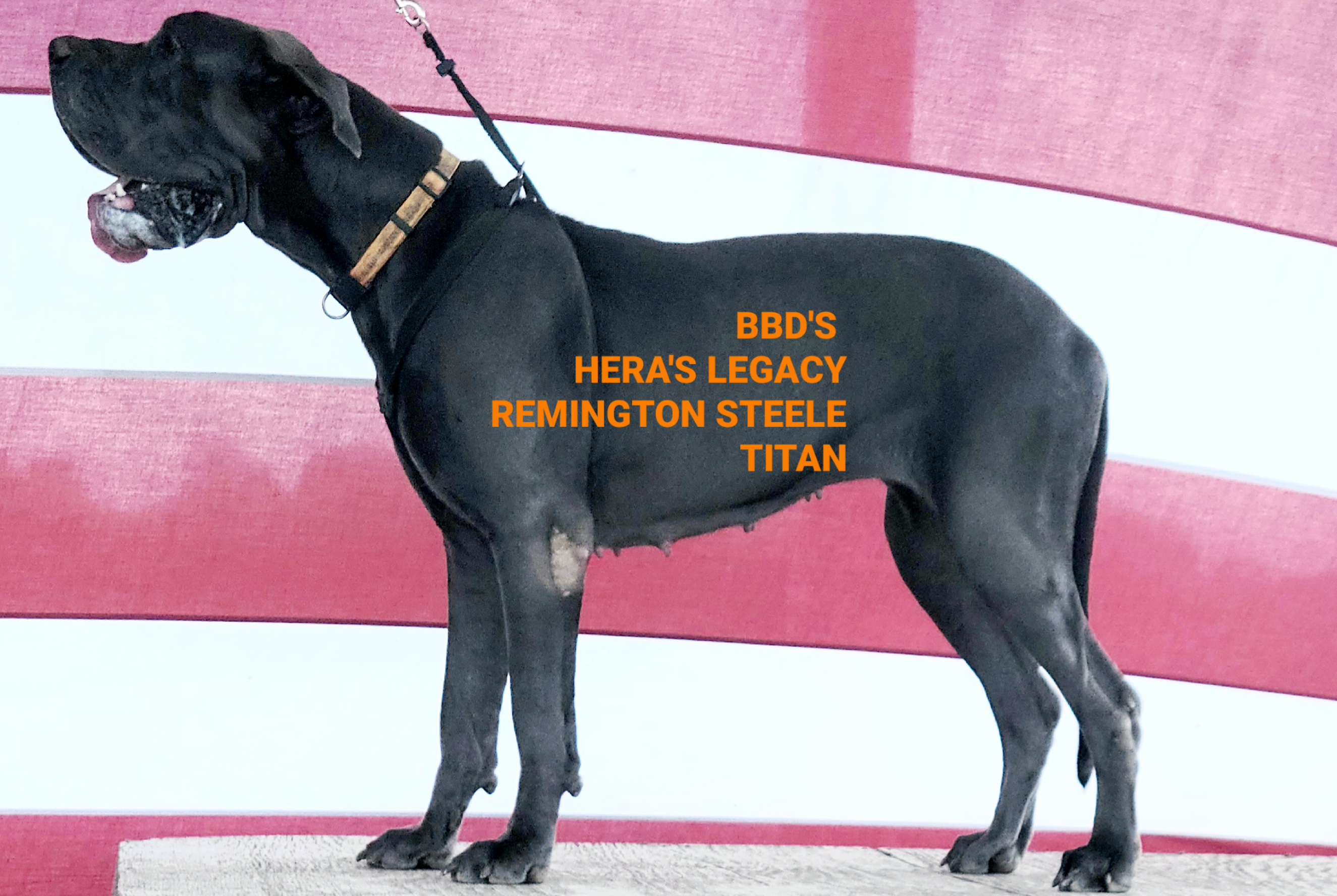 Great Danes from Babydoll Bullies & Danes