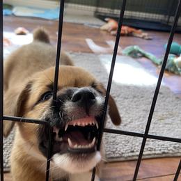 Pembroke Welsh Corgi Puppies from Sully's Corgis