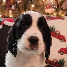 Sarah - Black and white English Springer Spaniel puppy in Hilham, Tennessee from Rocky Top Springer Spaniels