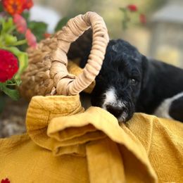 Labradoodle Puppies from California Poppy Doodles