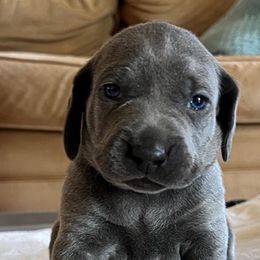 Weimaraners from Wren’s Weimaraner