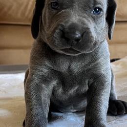 Weimaraners from Wren’s Weimaraner
