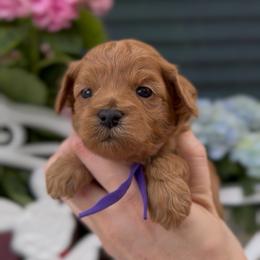 Sugar Baby - Red female Cavapoo puppy in Arlington, Texas from Van Haselen Poodles and Doodles