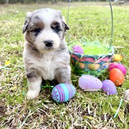 Daisy - Blue merle female Australian Shepherd puppy in Winnabow, North Carolina from Lazy Dayz Ranch