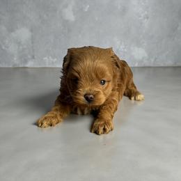 Havanese, Havapoo, Maltese, and Maltipoo Puppies from Denise Clark