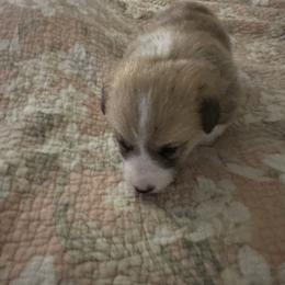 Full collar - Red male Pembroke Welsh Corgi puppy in Gaston, Oregon from Timberside