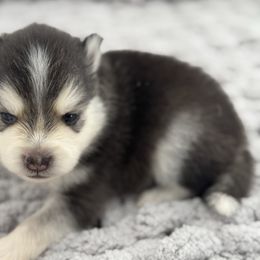 Pepsi - Black and white male Pomsky puppy in Eastman, Georgia from Once Upon A Pomsky