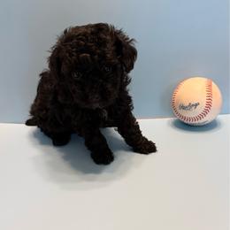 Buddy - Black male Poodle puppy in Lakeland, Florida from Blessed Beginnings Puppies