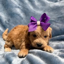 Joy - Cream female Havapoo puppy in Tennessee Colony, Texas from Poodle an Doodles 3:16