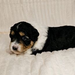 Aussiedoodle Puppies from Parrish Precious Ones
