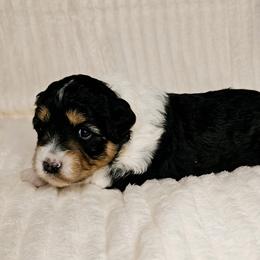 Aussiedoodle Puppies from Parrish Precious Ones