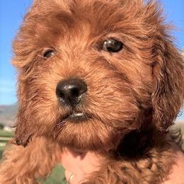 "Firecracker, Female, Available" Goldendoodle Puppies from OnlyGoldendoodles