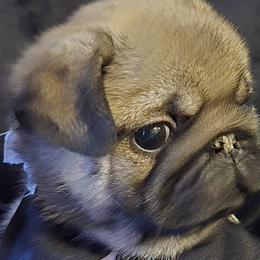 Pugs from Pugs R Us