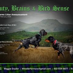 Gordon Setter puppies from Whistler's Farm