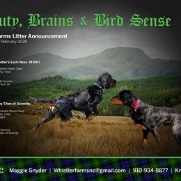 Gordon Setter puppies from Whistler's Farm
