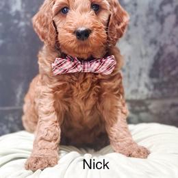 Nick - Red  male Goldendoodle puppy in Pasco, Washington from Camp Doodle Woods