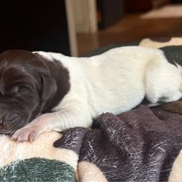 Maple - White and liver female German Shorthaired Pointer puppy in Georgia from CMC Farms