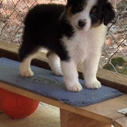 Australian Shepherd Puppies from Abigail’s Angels Australian Shepherds