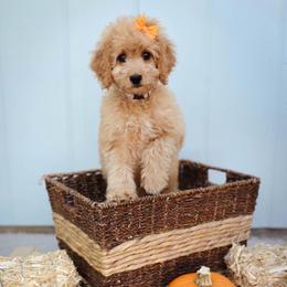 Lavender - Red  female Goldendoodle puppy in Boise, Idaho from Goldendoodle Baby
