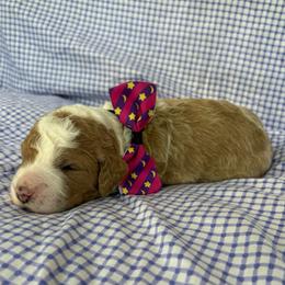 Pluto - Parti male Goldendoodle puppy in Camden, North Carolina from Oopsie Doodles of NC