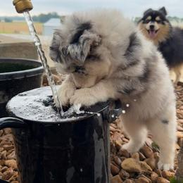 Johnny cash - Merle male Pomsky puppy in Sturgis, Kentucky from Furever Pomskies