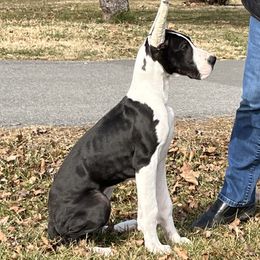 Great Dane Puppies from Lotsaspots Danes