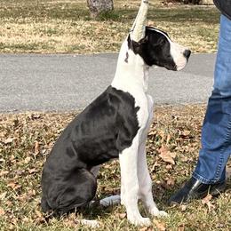 Great Dane Puppies from Lotsaspots Danes