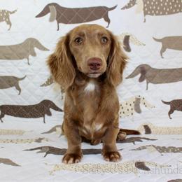 Charley - Dachshund