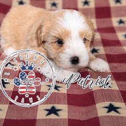 Patriot - Wheaten male Miniature Schnauzer puppy in Dorr, Michigan from Enchanted Paws
