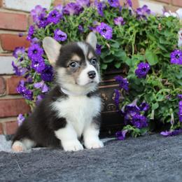 Pembroke Welsh Corgi Puppies from Salted Rim Corgis