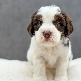 Mater - Chocolate male Australian Labradoodle puppy in Denton, Texas from Liberty Hill Labradoodles