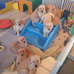 Golden Retriever Puppies from Kim Kelley