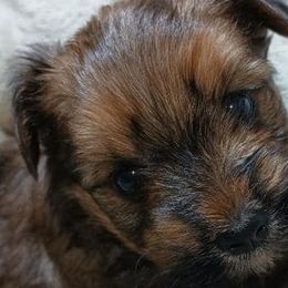 Yorkshire Terriers from Kandi’s Precious Pups