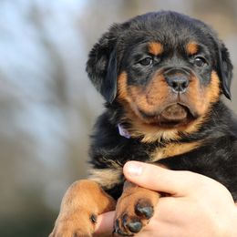 Rottweiler Puppies from Vom Kaiserreich Rottweilers