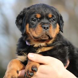 Rottweiler Puppies from Vom Kaiserreich Rottweilers