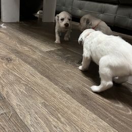 Dalmatian Puppies from A’s Spots & Dots Dalmatians