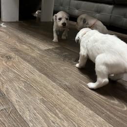 Dalmatian Puppies from A’s Spots & Dots Dalmatians