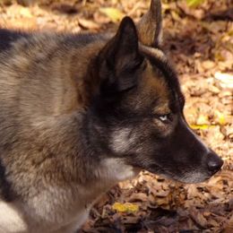 Siberian Huskies from Saturn's Siberians
