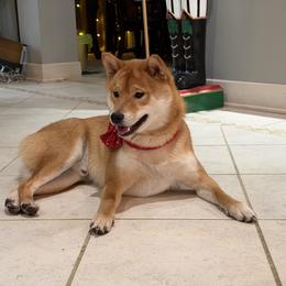 Shiba Inu All Grown Up from Hana Shibas